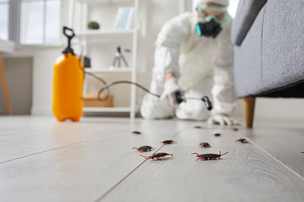 Affordable Termite Control solutions in Amarillo, TX